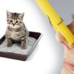 Як усунути запах котячої сечі в будинку?
