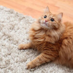 Як швидко очистити шерсть з килима?